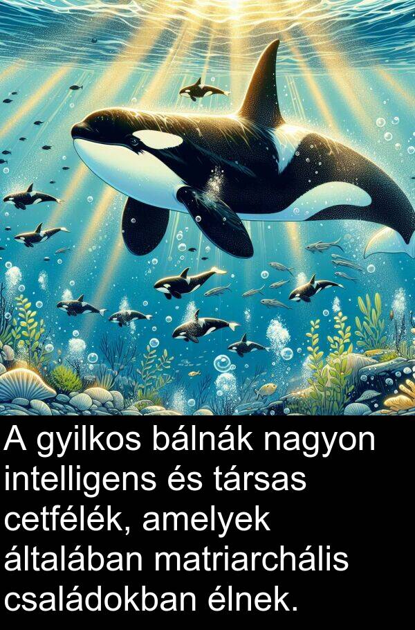családokban: A gyilkos bálnák nagyon intelligens és társas cetfélék, amelyek általában matriarchális családokban élnek.