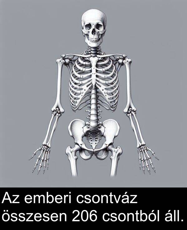 csontváz: Az emberi csontváz összesen 206 csontból áll.