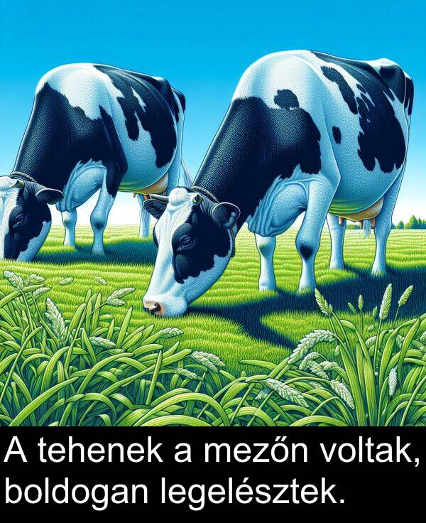 voltak: A tehenek a mezőn voltak, boldogan legelésztek.