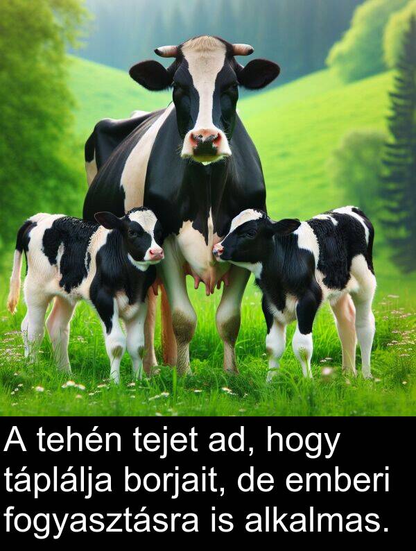 tejet: A tehén tejet ad, hogy táplálja borjait, de emberi fogyasztásra is alkalmas.