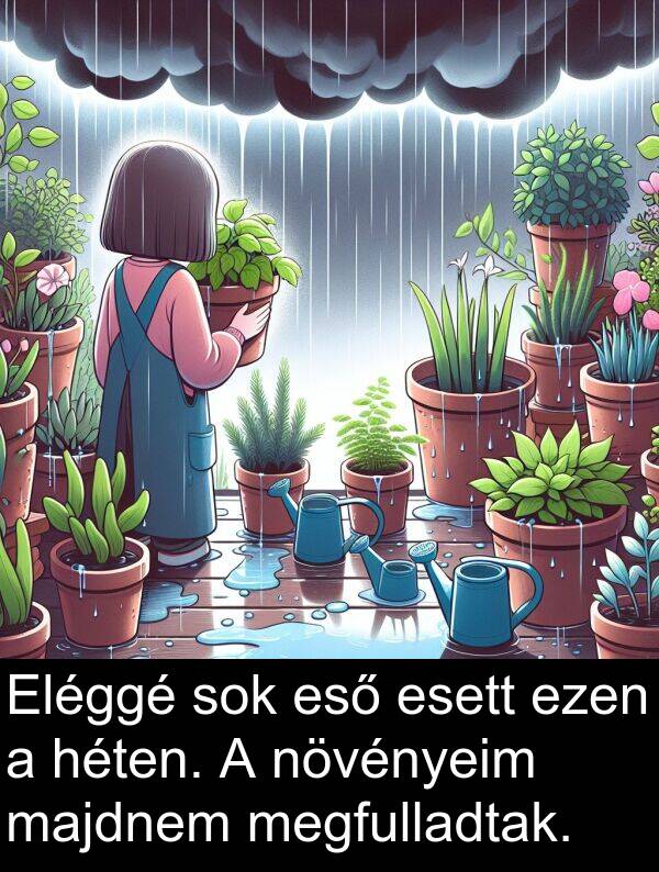 majdnem: Eléggé sok eső esett ezen a héten. A növényeim majdnem megfulladtak.