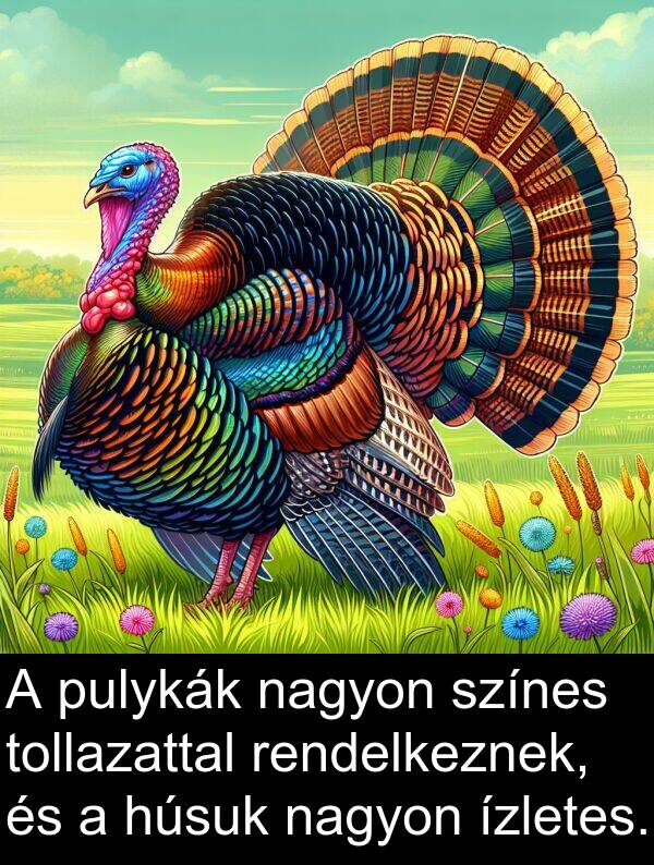 pulykák: A pulykák nagyon színes tollazattal rendelkeznek, és a húsuk nagyon ízletes.