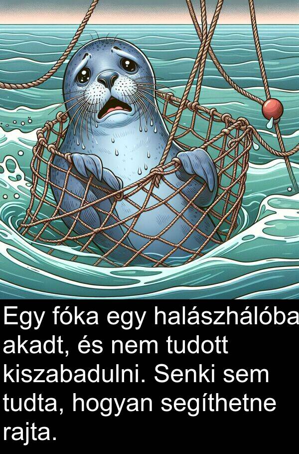 segíthetne: Egy fóka egy halászhálóba akadt, és nem tudott kiszabadulni. Senki sem tudta, hogyan segíthetne rajta.