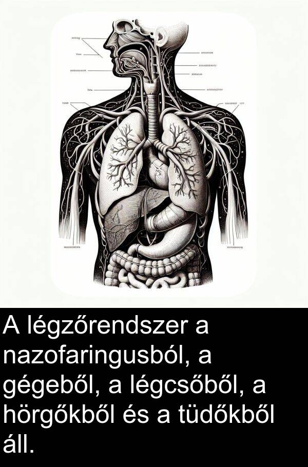 áll: A légzőrendszer a nazofaringusból, a gégeből, a légcsőből, a hörgőkből és a tüdőkből áll.