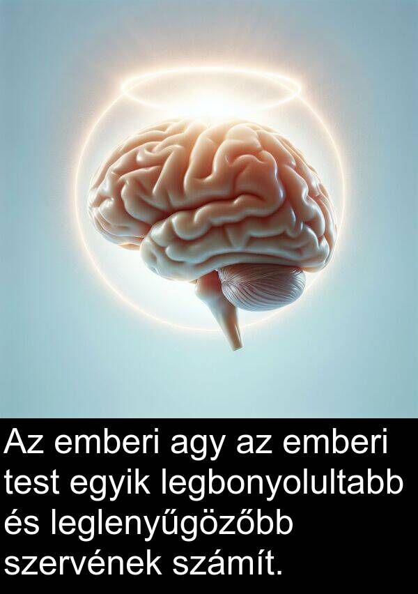 agy: Az emberi agy az emberi test egyik legbonyolultabb és leglenyűgözőbb szervének számít.