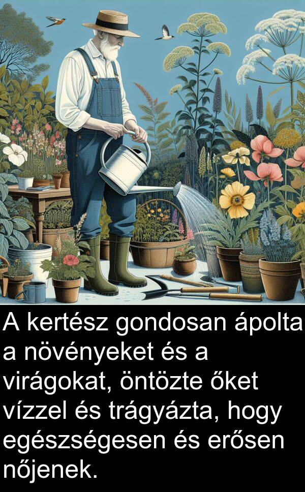 öntözte: A kertész gondosan ápolta a növényeket és a virágokat, öntözte őket vízzel és trágyázta, hogy egészségesen és erősen nőjenek.