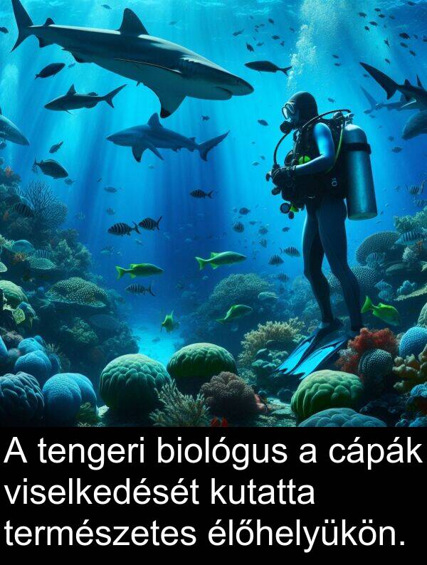 cápák: A tengeri biológus a cápák viselkedését kutatta természetes élőhelyükön.