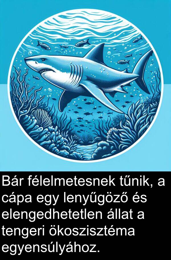 cápa: Bár félelmetesnek tűnik, a cápa egy lenyűgöző és elengedhetetlen állat a tengeri ökoszisztéma egyensúlyához.