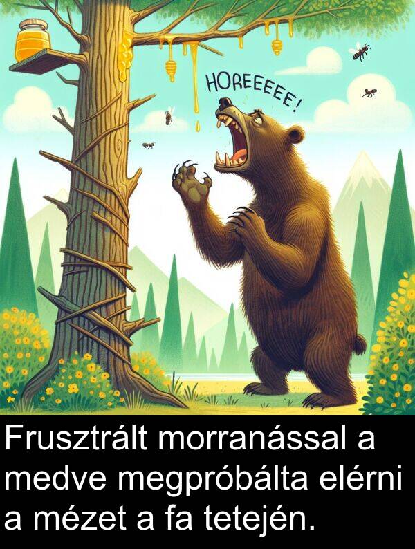 megpróbálta: Frusztrált morranással a medve megpróbálta elérni a mézet a fa tetején.