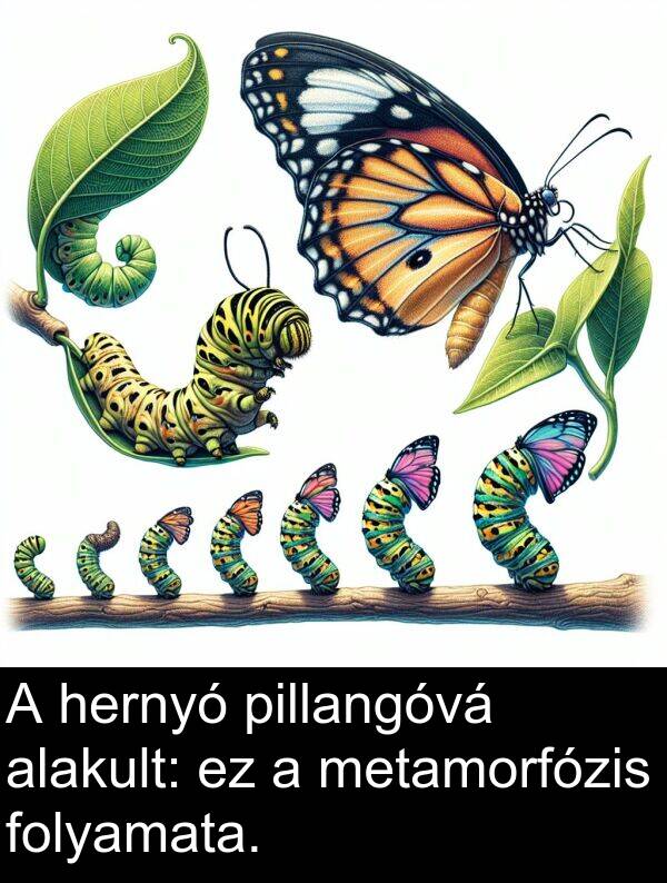 metamorfózis: A hernyó pillangóvá alakult: ez a metamorfózis folyamata.