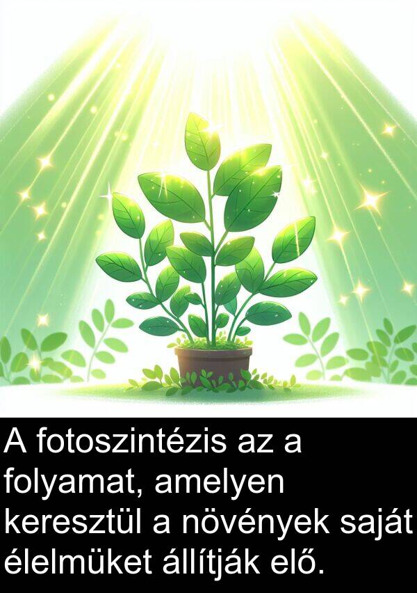 állítják: A fotoszintézis az a folyamat, amelyen keresztül a növények saját élelmüket állítják elő.