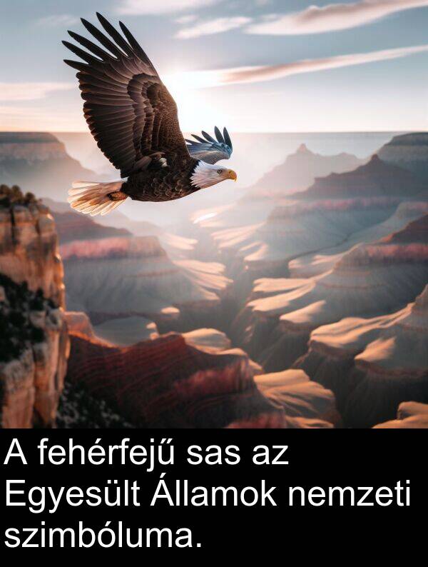 sas: A fehérfejű sas az Egyesült Államok nemzeti szimbóluma.