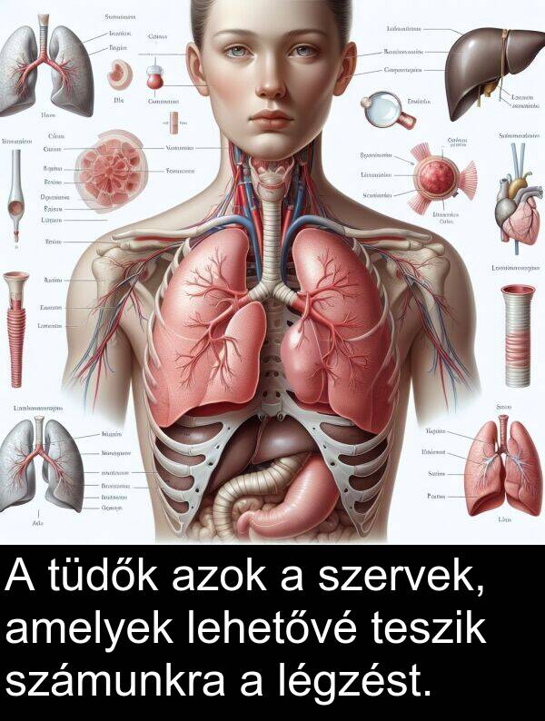 azok: A tüdők azok a szervek, amelyek lehetővé teszik számunkra a légzést.