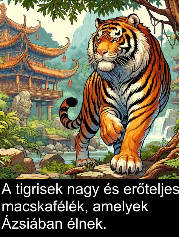 macskafélék: A tigrisek nagy és erőteljes macskafélék, amelyek Ázsiában élnek.