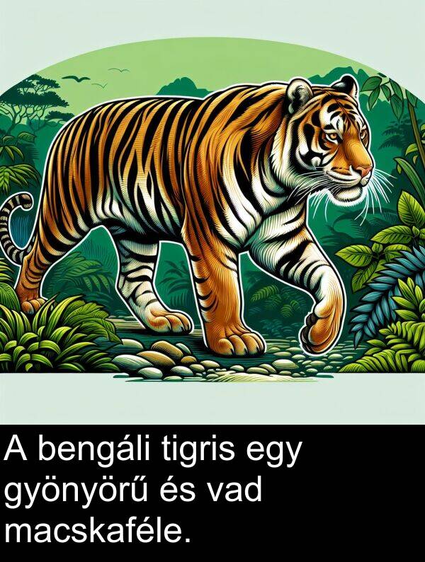 macskaféle: A bengáli tigris egy gyönyörű és vad macskaféle.