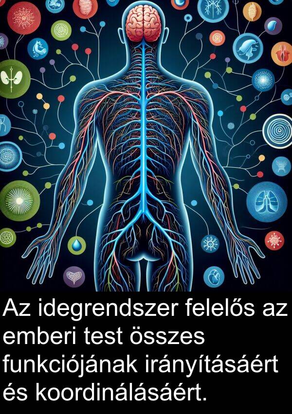 összes: Az idegrendszer felelős az emberi test összes funkciójának irányításáért és koordinálásáért.