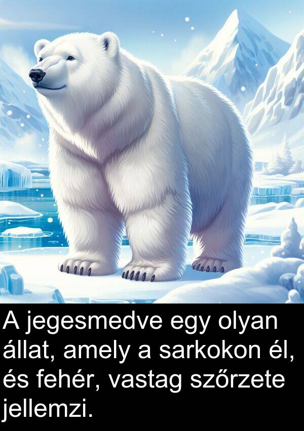 sarkokon: A jegesmedve egy olyan állat, amely a sarkokon él, és fehér, vastag szőrzete jellemzi.