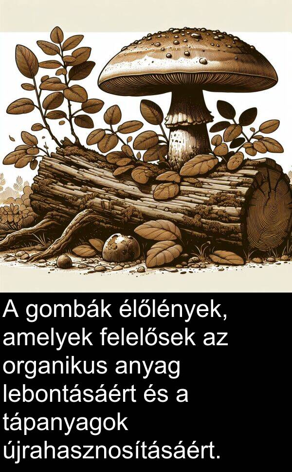 újrahasznosításáért: A gombák élőlények, amelyek felelősek az organikus anyag lebontásáért és a tápanyagok újrahasznosításáért.