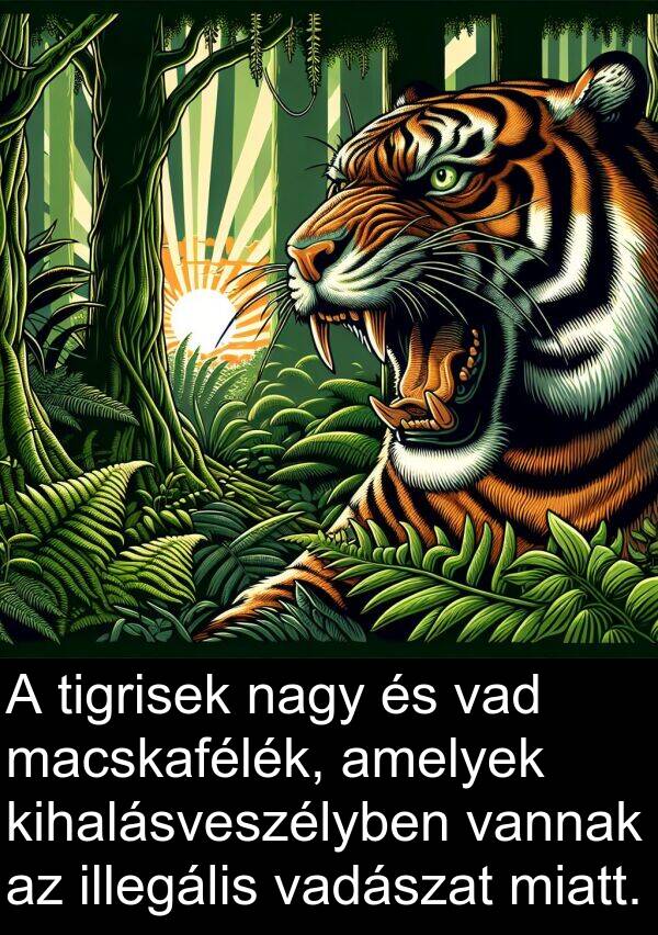 macskafélék: A tigrisek nagy és vad macskafélék, amelyek kihalásveszélyben vannak az illegális vadászat miatt.