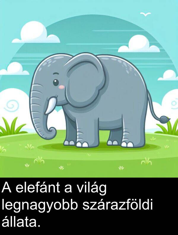 állata: A elefánt a világ legnagyobb szárazföldi állata.