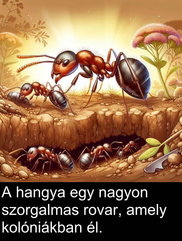 szorgalmas: A hangya egy nagyon szorgalmas rovar, amely kolóniákban él.