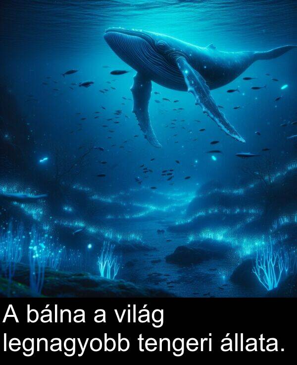 bálna: A bálna a világ legnagyobb tengeri állata.