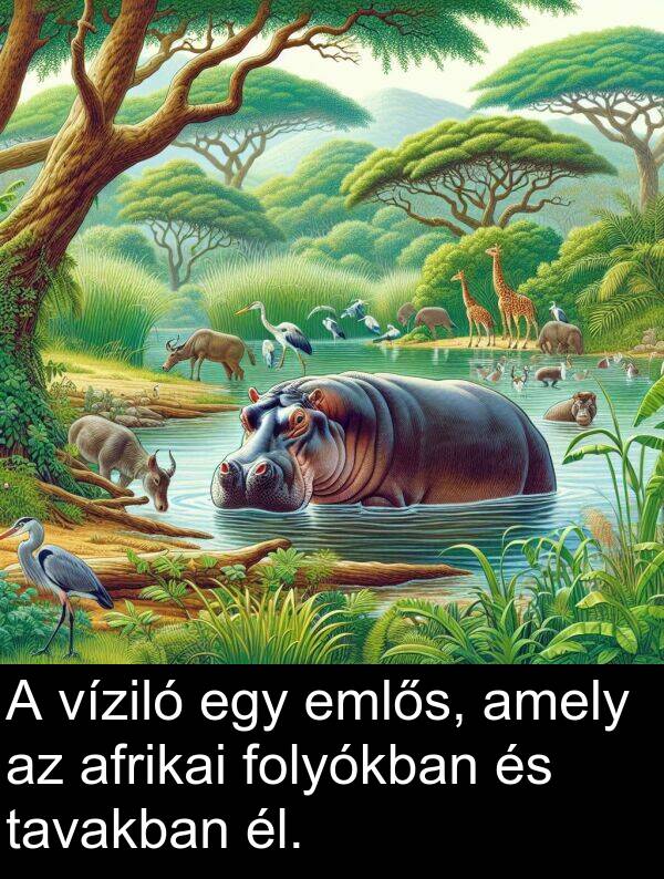 afrikai: A víziló egy emlős, amely az afrikai folyókban és tavakban él.