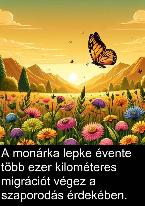 monárka: A monárka lepke évente több ezer kilométeres migrációt végez a szaporodás érdekében.