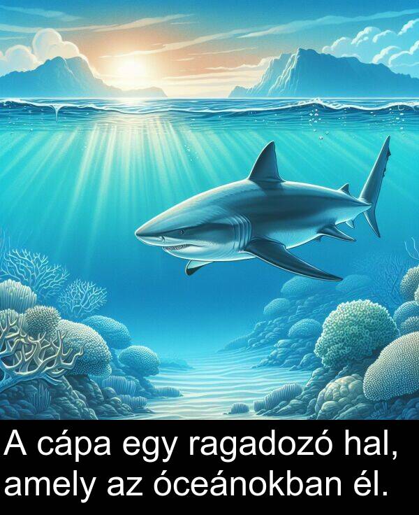 cápa: A cápa egy ragadozó hal, amely az óceánokban él.