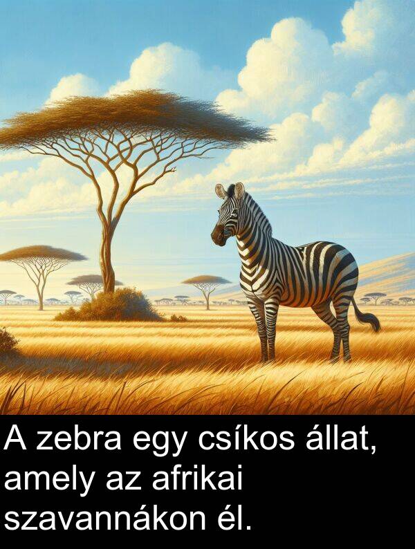 csíkos: A zebra egy csíkos állat, amely az afrikai szavannákon él.