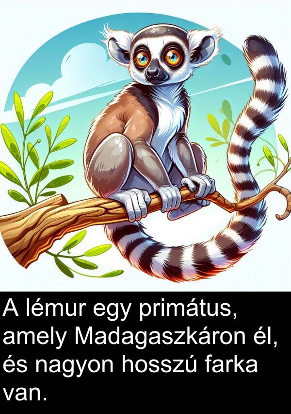 primátus: A lémur egy primátus, amely Madagaszkáron él, és nagyon hosszú farka van.