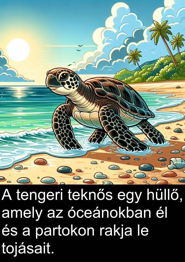 óceánokban: A tengeri teknős egy hüllő, amely az óceánokban él és a partokon rakja le tojásait.