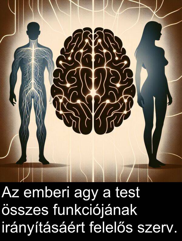 összes: Az emberi agy a test összes funkciójának irányításáért felelős szerv.