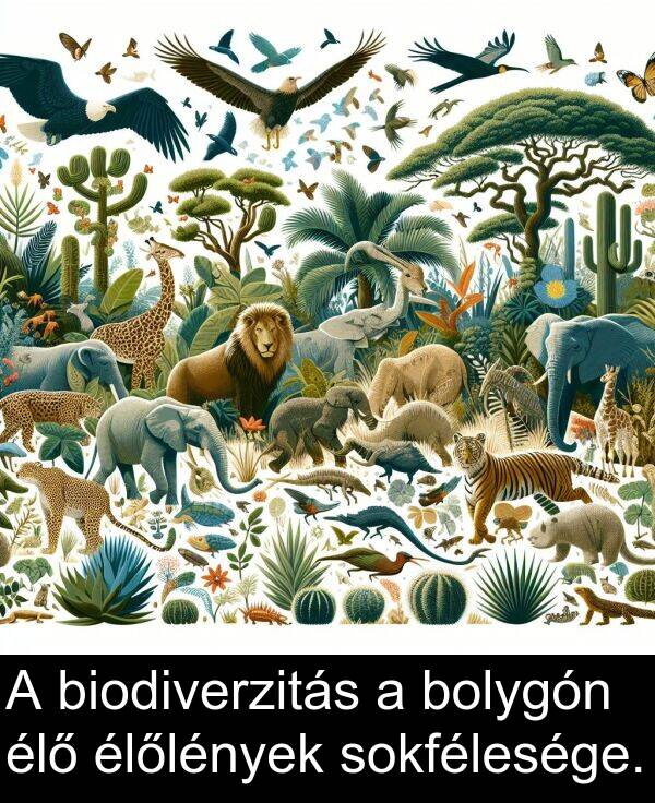 sokfélesége: A biodiverzitás a bolygón élő élőlények sokfélesége.
