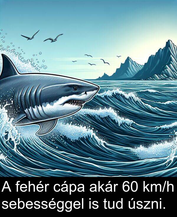 cápa: A fehér cápa akár 60 km/h sebességgel is tud úszni.