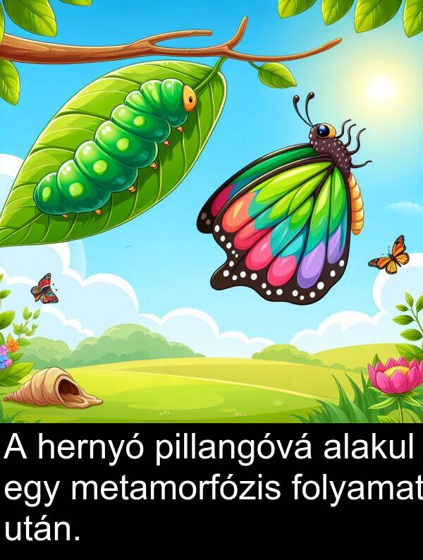 után: A hernyó pillangóvá alakul egy metamorfózis folyamat után.
