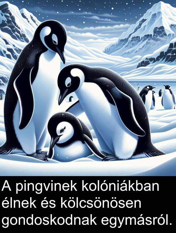 pingvinek: A pingvinek kolóniákban élnek és kölcsönösen gondoskodnak egymásról.