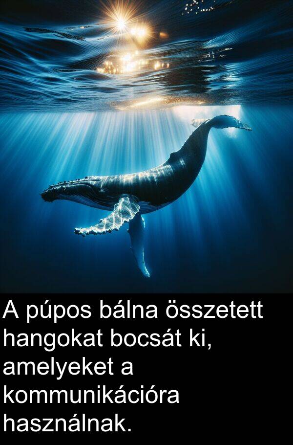 összetett: A púpos bálna összetett hangokat bocsát ki, amelyeket a kommunikációra használnak.