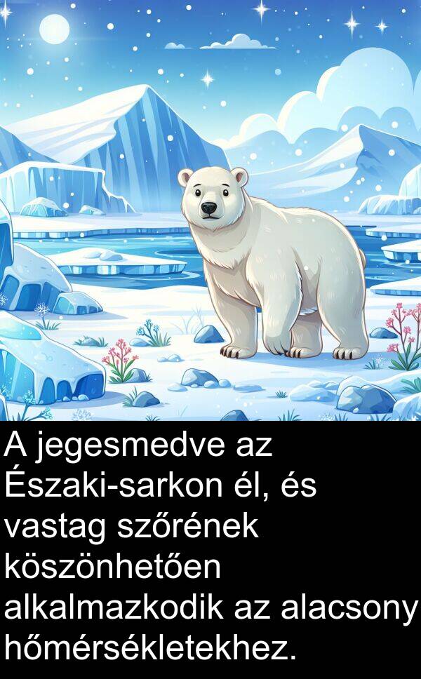 jegesmedve: A jegesmedve az Északi-sarkon él, és vastag szőrének köszönhetően alkalmazkodik az alacsony hőmérsékletekhez.