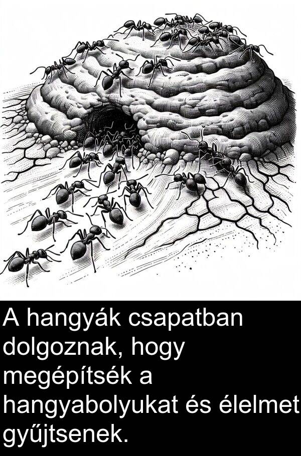 dolgoznak: A hangyák csapatban dolgoznak, hogy megépítsék a hangyabolyukat és élelmet gyűjtsenek.