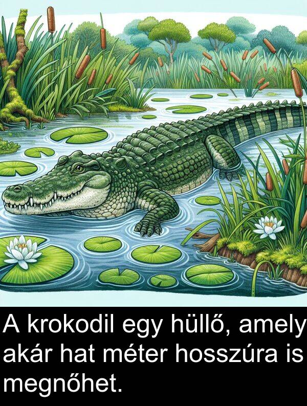 méter: A krokodil egy hüllő, amely akár hat méter hosszúra is megnőhet.