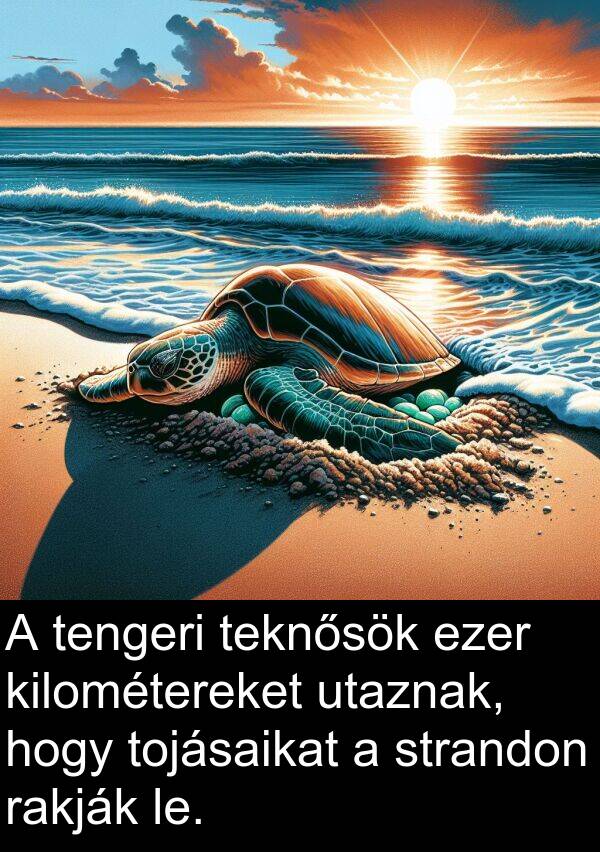 utaznak: A tengeri teknősök ezer kilométereket utaznak, hogy tojásaikat a strandon rakják le.
