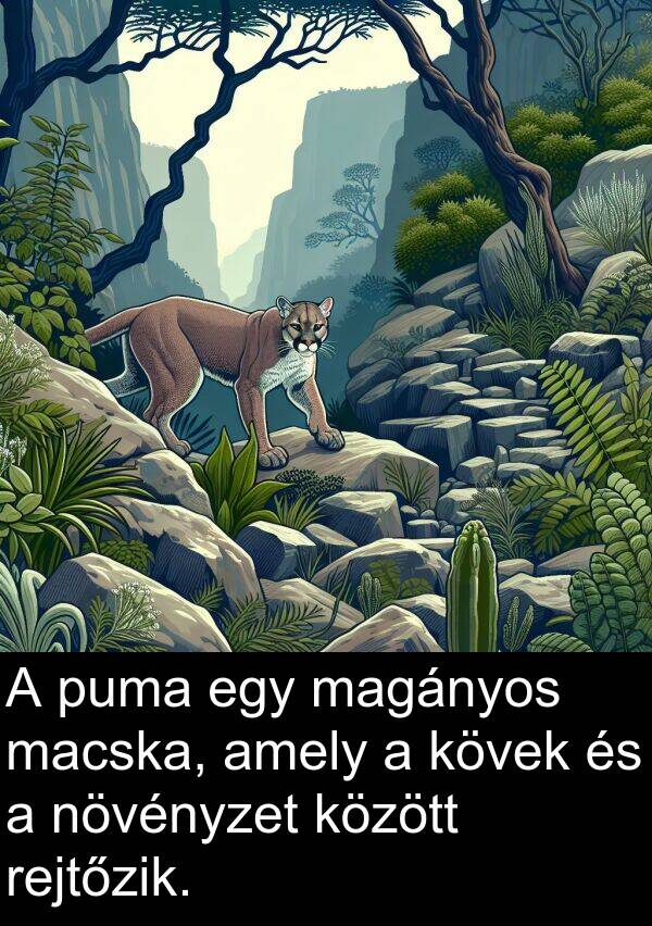 magányos: A puma egy magányos macska, amely a kövek és a növényzet között rejtőzik.