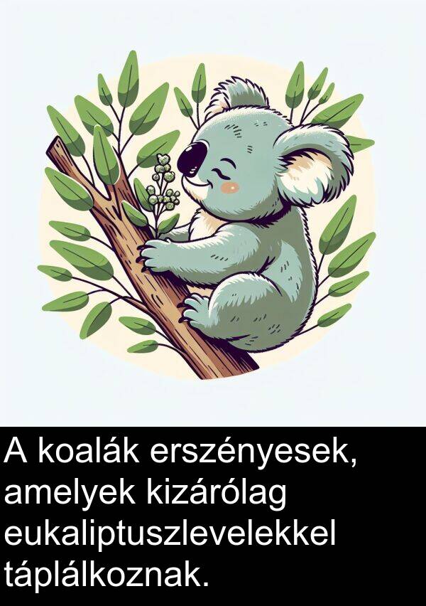táplálkoznak: A koalák erszényesek, amelyek kizárólag eukaliptuszlevelekkel táplálkoznak.