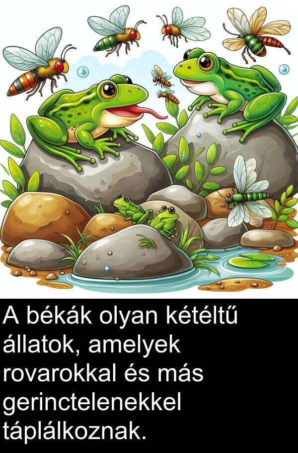 más: A békák olyan kétéltű állatok, amelyek rovarokkal és más gerinctelenekkel táplálkoznak.