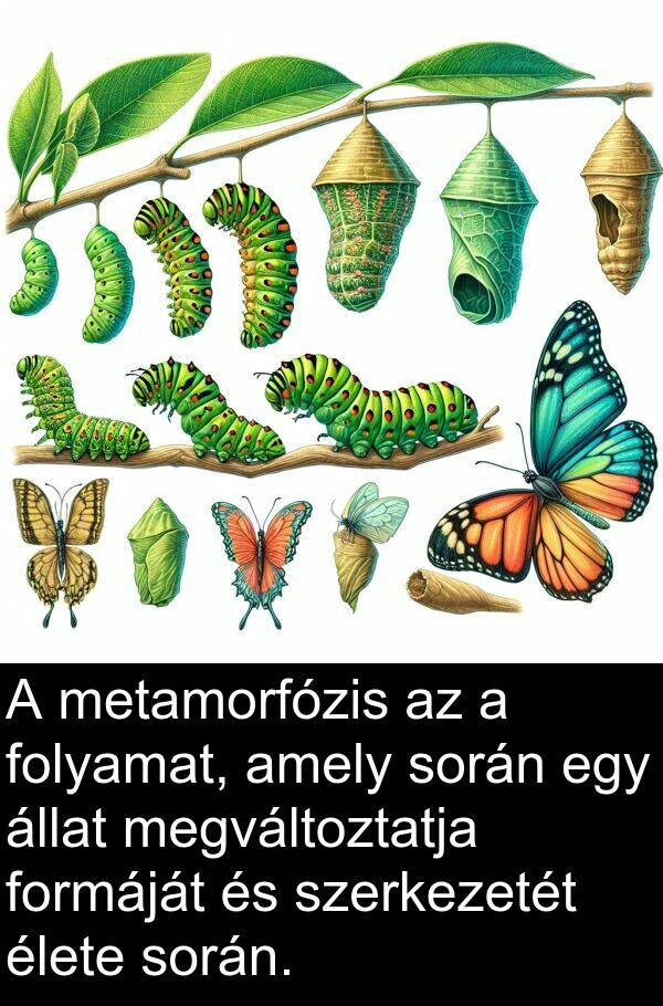 metamorfózis: A metamorfózis az a folyamat, amely során egy állat megváltoztatja formáját és szerkezetét élete során.