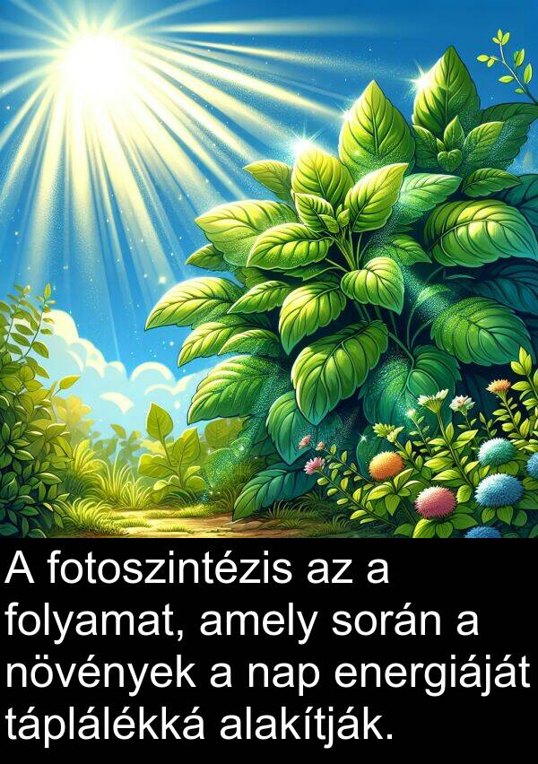 növények: A fotoszintézis az a folyamat, amely során a növények a nap energiáját táplálékká alakítják.