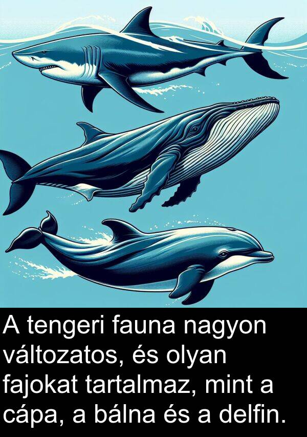 cápa: A tengeri fauna nagyon változatos, és olyan fajokat tartalmaz, mint a cápa, a bálna és a delfin.