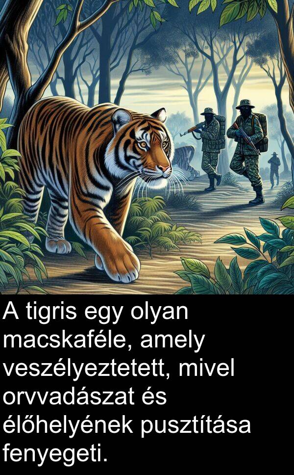 macskaféle: A tigris egy olyan macskaféle, amely veszélyeztetett, mivel orvvadászat és élőhelyének pusztítása fenyegeti.