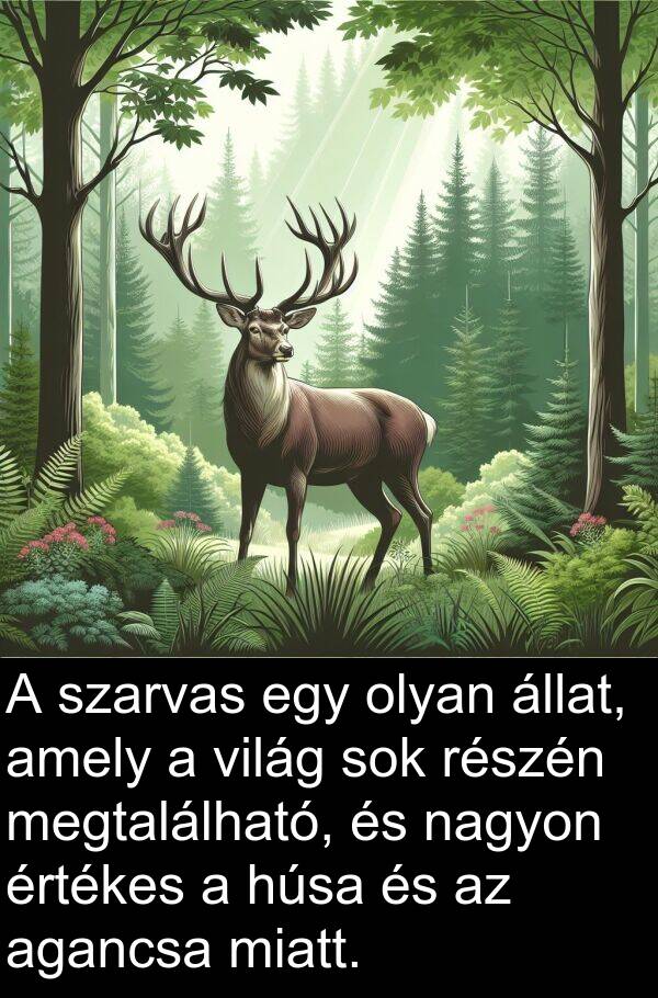 részén: A szarvas egy olyan állat, amely a világ sok részén megtalálható, és nagyon értékes a húsa és az agancsa miatt.